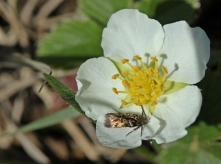 Pancalia leuwenhoekella auf Knackerdbeerenblüte