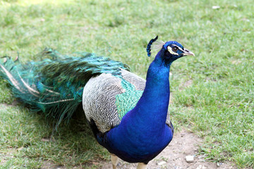 Fototapeta premium Male peacock