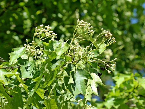 Elsbeere (Sorbus torminalis)