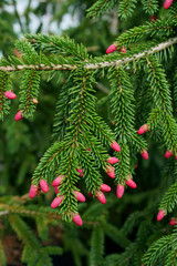 Picea orientalis Aureospicata - spring flowers - obrazy, fototapety, plakaty