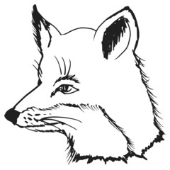 head of fox