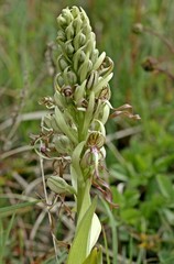 Bocks-Riemenzunge (Himantoglossum hircinum) am Dörnberg