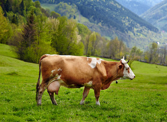 Fototapeta na wymiar Healthy cow in mountains