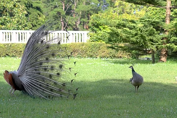 Tableaux ronds sur plexiglas Paon Male peacock showing tail feathers to female