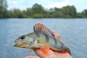 Perch in fisherman's hand, close-up