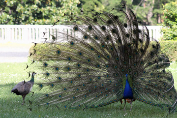 Male peacock showing tail feathers to female