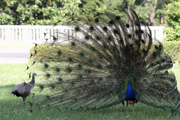 Crédence de cuisine en verre imprimé Paon Male peacock showing tail feathers to female