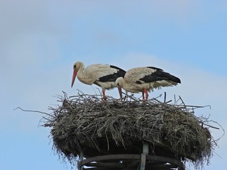 Weißstörche (Ciconia ciconia) auf dem Nest