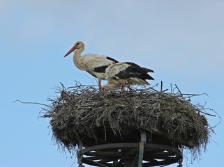 Weißstörche (Ciconia ciconia) auf dem Nest