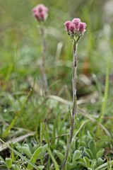 Gewöhnliches Katzenpfötchen (Antennaria dioica)