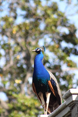 Naklejka premium Male peacock