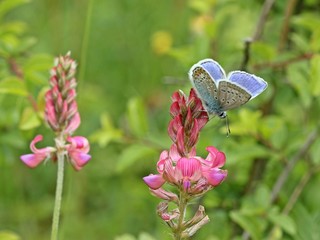 Hauhechelbläuling auf Esparsette