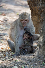 Naklejka premium Affenbaby mit Mutter