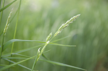 blühendes Gras