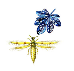 Thrips. A plant pest. Botany