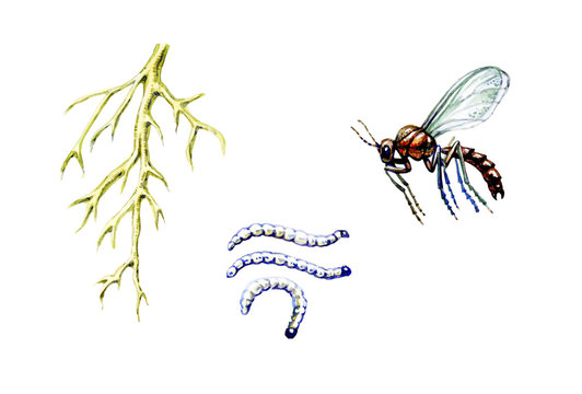 Mycetophilidae. A plant pest. Botany