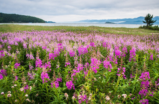 Field Of Fireweed, Lake Baikal, Russia