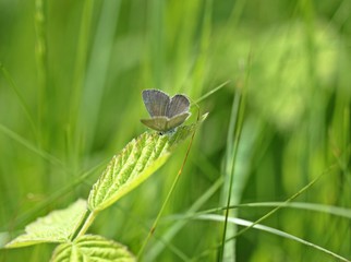 Zwergbläuling (Cupido minimus)