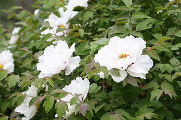 Beautiful flowering bush in garden