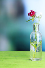 Bright wildflower in bottle on wooden table, on light