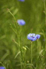 Beautiful cornflowers, outdoors