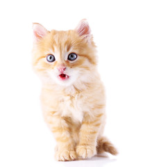 Cute little red kitten isolated on white
