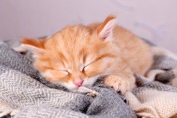 Fototapeta na wymiar Cute little red kitten sleeping