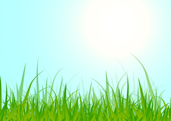 Fototapeta premium Grass