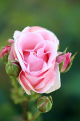 Beautiful pink rose on green bush