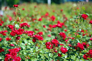 Beautiful red roses on green bush