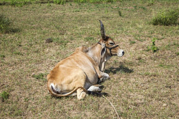 indian ox grazes at the meadow