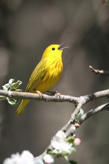 Yellow Warbler (Dendroica petechia)