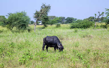 Naklejka premium indian cow grazes at the meadow