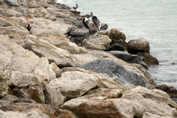 Obraz premium One brown pelican in Florida