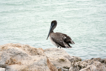 brown pelican in Florida