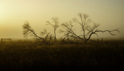 Beautiful foggy landscape