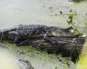 American Alligator