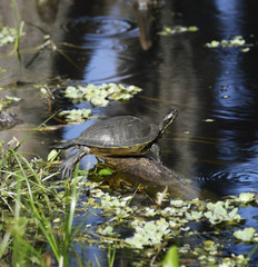 Fototapeta premium Turtle On The Lake