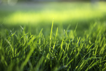 green grass