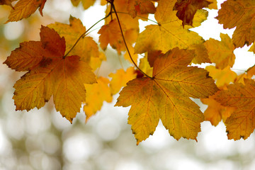 Collection of Beautiful Golden Autumn Leaves