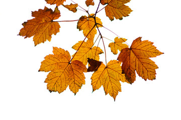 Collection of Beautiful Golden Autumn Leaves