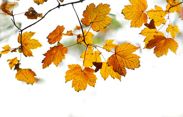 Collection of Beautiful Golden Autumn Leaves