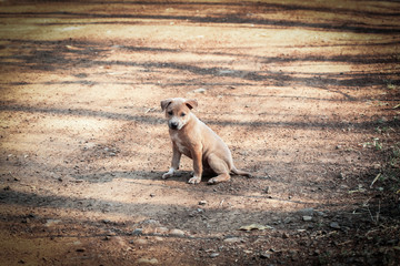 Local young dog