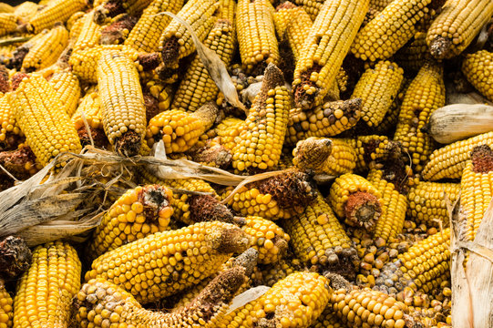 Ears of dried corn or maize