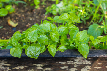 Piperonia Pallucila, Thai herb
