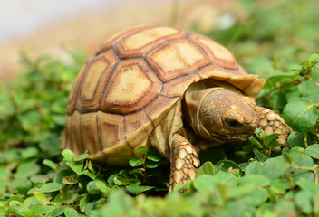 african spurred sulcata