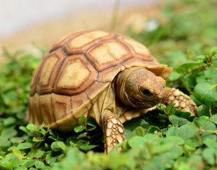 african spurred sulcata