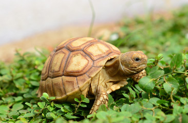 african spurred sulcata