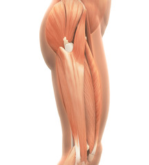 Naklejka premium Upper Legs Muscles Anatomy