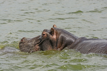 Hippopotamus in the Nile River